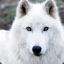 Arctic wolf