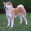G4NJA DOG