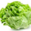 lettuce