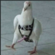 Güvercin Gerdanlığı GG