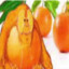 rump