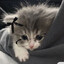 ♡Котик♡