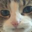 katt