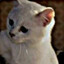 MmDGFL's avatar