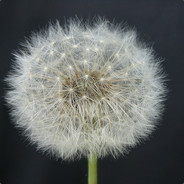 симводуванчик