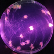 **烈火雄心教主**