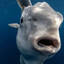 Mola Mola