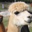 Alpaca