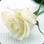 White Rose