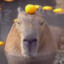 Capybara