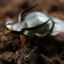 Onthophagus taurus