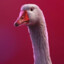 GOOSE