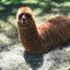 THIS LLAMA LOOKS LIKE A TURD