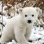 Polar Bear