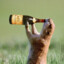 A Drunken Marmot