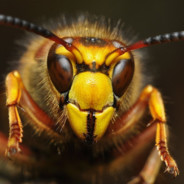 Szerszeń Skurwysyn - steam id 76561198174708271