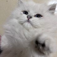 这头不打也可还行