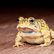 개구리와두꺼비