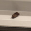 Stasi Informant Moth