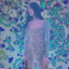 dua  lipaaaa