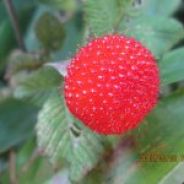 一瓶青涩种小葱