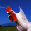 PeePeeChiken
