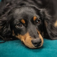 ShrekCadeiranteFtGruComCabelo