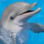 ilikedolphins05