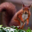 The_Red_Squirrel