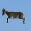 Flying Goat