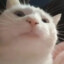 DripCat2009