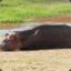 A Sunbathing Hippo