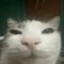 Bng.CaTtt