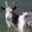 ➸ 🐐