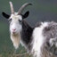 ➸ 🐐