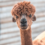 Alpaca avatar