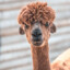 Alpaca