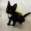 Bl4ck(CAT)