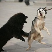 天天都吃红烧鱼