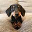 Dachshund