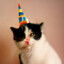 cat wearing a party hat