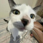 Fejdii avatar