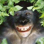 unautrebonobo - steam id 76561197961885397