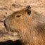 capybaras <3
