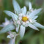 Edelweiss