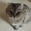 Кошечка Боня博尼亚