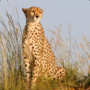 Cheetahssrule