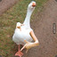 Gangster Goose