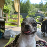 Чихуя хуяшечка