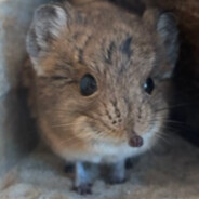 Гена Цидармян